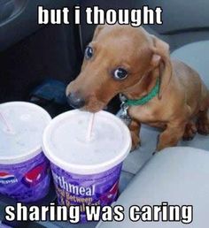 sharingdog.jpg